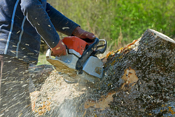 Best Tree Stump Removal  in USA